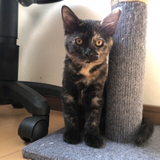 控えめなおんなのコ★サビちゃん④