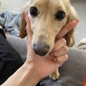 カニンヘンダックス　１歳　イエロー