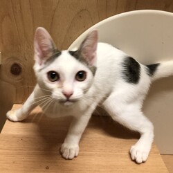 保護犬猫の譲渡会 in せとうちドッグパーク