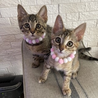 【お見合い随時】初心者も安心★甘えん坊美猫兄妹