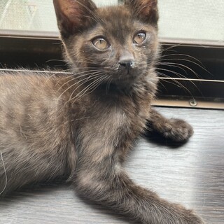 甘えん坊のかわいい黒猫男の子2ヶ月