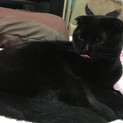 人間大好き折れ耳黒猫です。