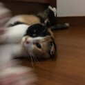 なでなで大好き折れ耳三毛猫です。