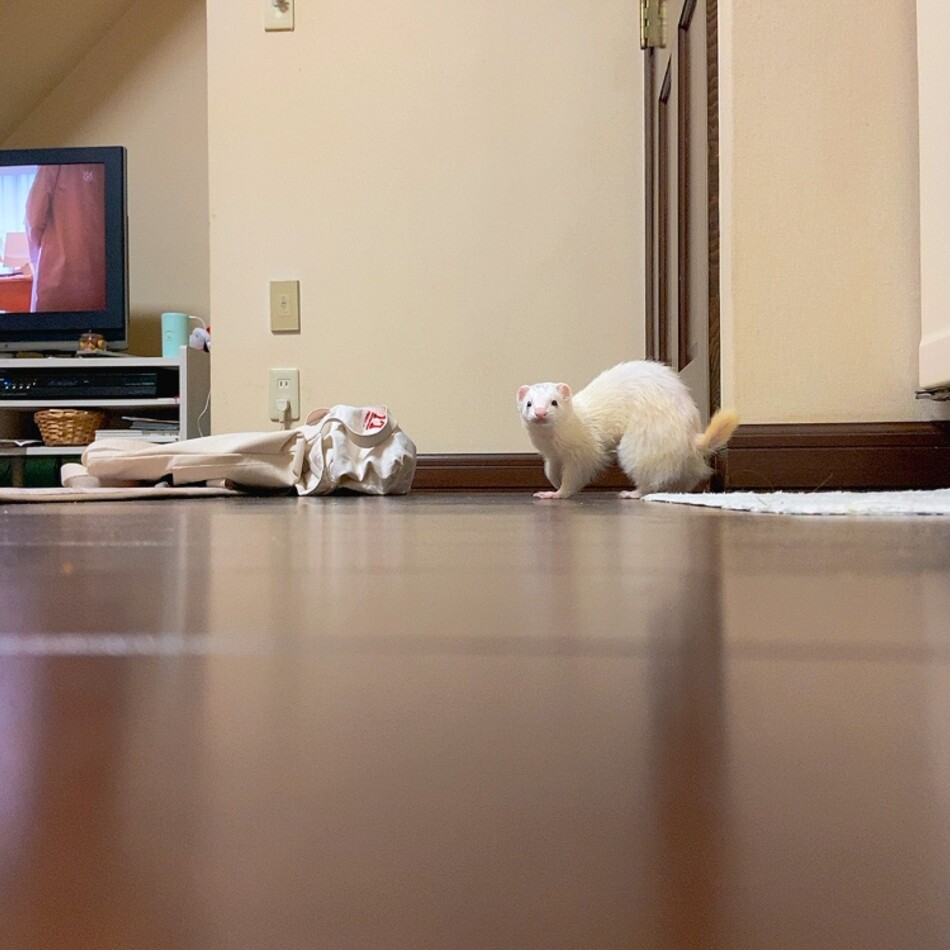 ジョージのカバー写真