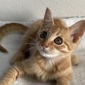 可愛い茶トラの子猫