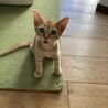 可愛い茶トラの子猫 サムネイル3