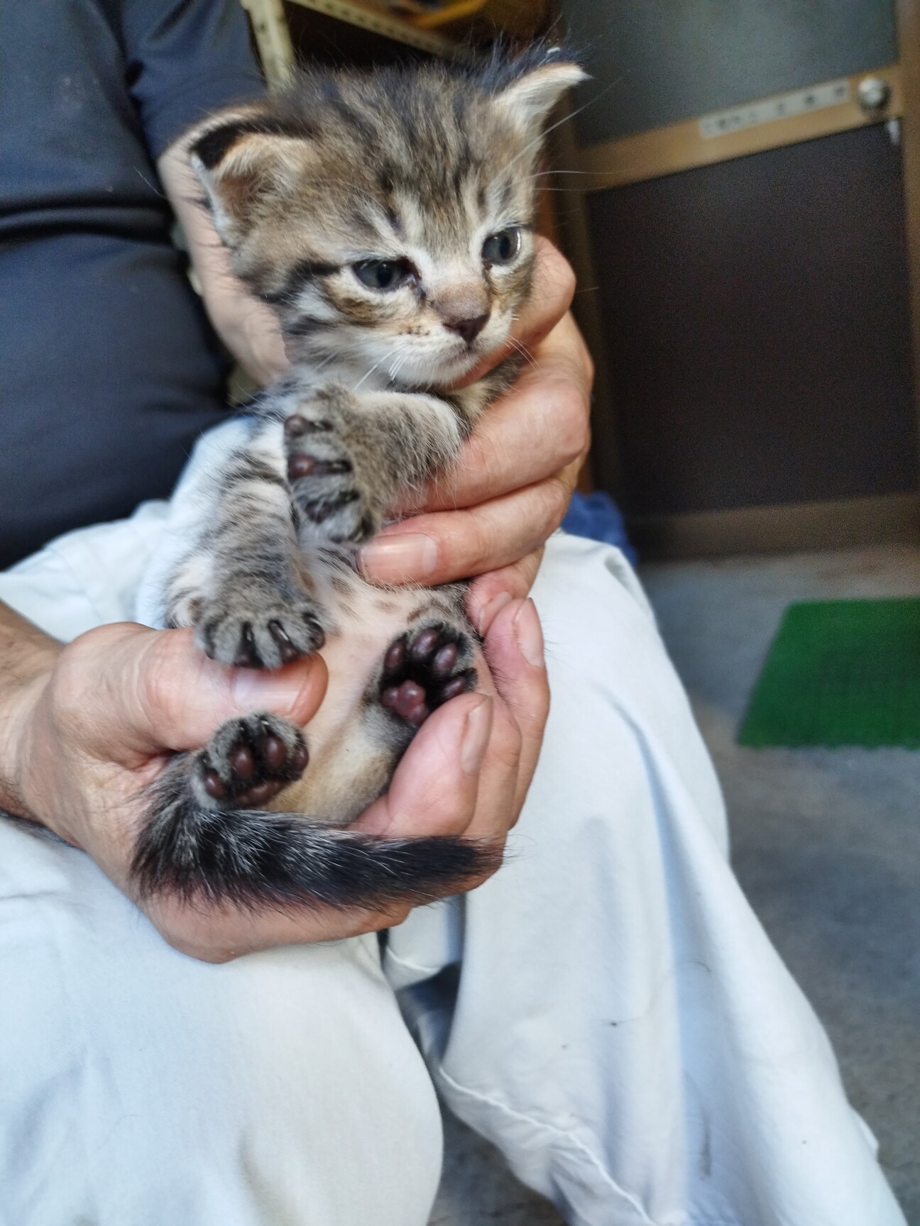 (ΦωΦ)ニャン♥生後1ヶ月♥猫(ΦωΦ)猫里親様募集・♥(ΦωΦ)(ΦωΦ) 生後1ヶ月以内の子猫2匹」静岡県 - 猫の里親募集(422209) :: ペットの