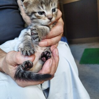 生後1ヶ月以内の子猫2匹