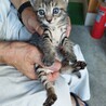 生後1ヶ月以内の子猫2匹 サムネイル2