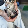 生後1ヶ月以内の子猫2匹 サムネイル5