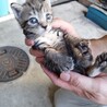 生後1ヶ月以内の子猫2匹 サムネイル6