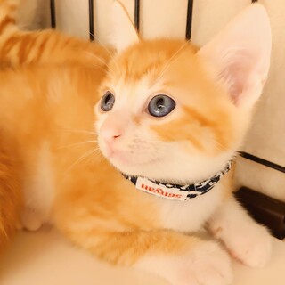 【8/14譲渡会参加】みこと君