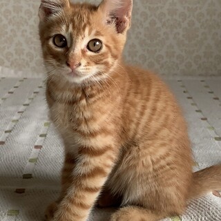 甘えん坊の茶トラ/メス」北海道 - 猫の里親募集(423838) 1枚目の