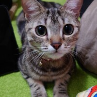 ブルームバーグ