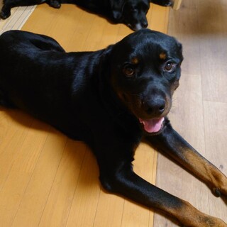 トライアル決定ぼーちゃん