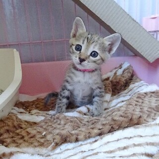 １ヶ月の子猫なつあちゃん