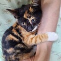 ケリー♀