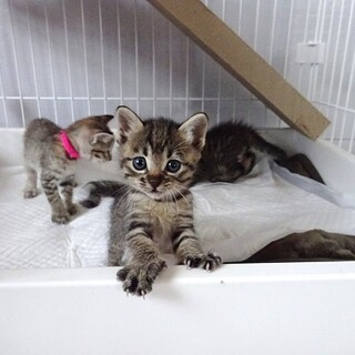 １ヶ月の子猫なつえちゃん