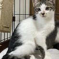 仲良し生後3ヶ月の仔猫3匹⭐︎