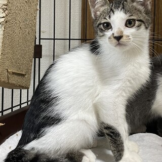 仲良し生後3ヶ月の仔猫3匹⭐︎