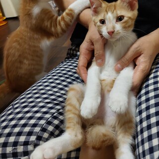 おしゃべり大好き。人も大好き茶白男子　トライアル中