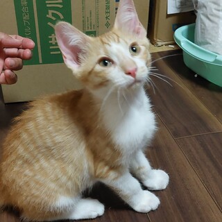 のんびり、おっとりの茶白男子　トライアル決定