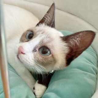 【8/14千葉市譲渡会❣️】人馴れ抜群もんじろう