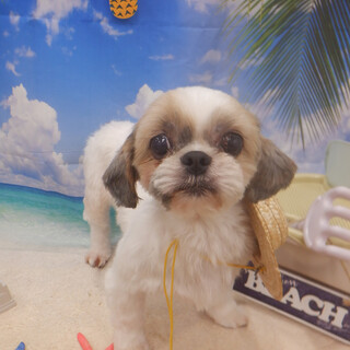 可愛いシーズーのわらべちゃん