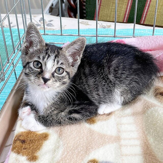 【8/7千葉市譲渡会❣️】穏やか甘えん坊のナツ