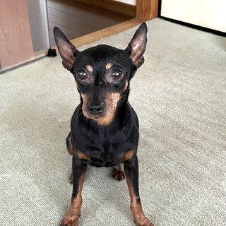 トライアル決定につき一時停止。なトルナちゃん