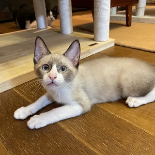 お膝大好きシャムミックス