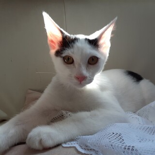 スッキリとしてスリムなイケメン君