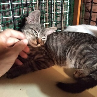 アビシニアン風小顔スリム体形キジ君２か月