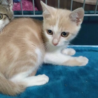 ライム君　２ヶ月