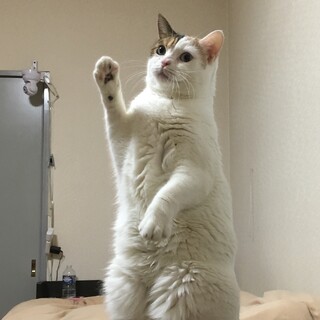 【食費・医療費の支援あり】スコティッシュフォールド