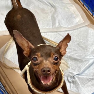 ピョンピョンアピールなピカリちゃん