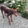 ピョンピョンアピールなピカリちゃん サムネイル4