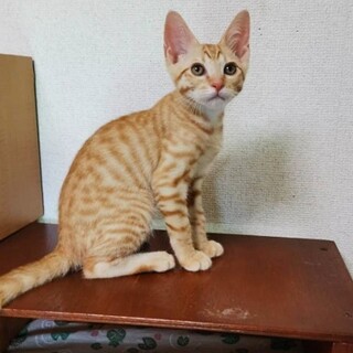 人が大好き！耳が大きな3兄妹