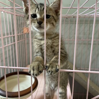  人慣れ抜群な甘えん坊兄弟