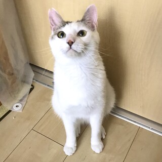 人馴れ抜群の甘えん坊くん！