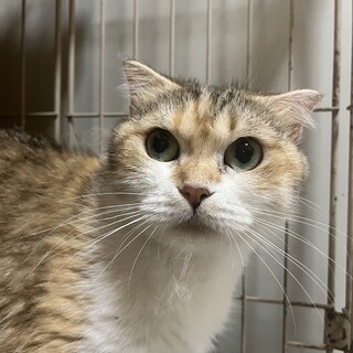 半立ち耳スコティッシュ　むーちゃん