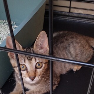 ☆今春生まれ☆ちっちゃくても元気！