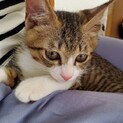 ラブリー＆プリティなストーカーにゃんこはお膝猫♡
