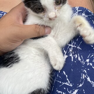 子猫の里親を募集しています。よろしくお願いします。