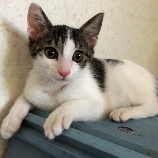 人馴れ抜群★ハチ割れキジ白☆やーたん