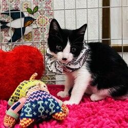 『保護猫のずっとのお家探し里親会』