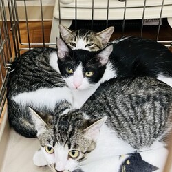 『保護猫のずっとのお家探し里親会』 サムネイル2