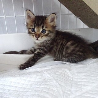 ぬいぐるみのような❣️なつう君