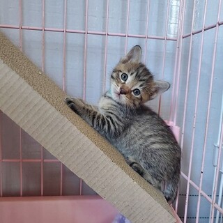 人が大好き！なつい君