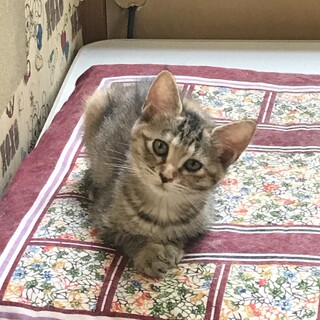 母猫と一緒に…  飼いやすい３から４ヶ月　しまみけ